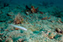 slides/_MG_4730_Edit.jpg Blue Goby, Coral Sea Fans Rocks, Underwater _MG_4730_Edit