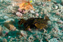 slides/_MG_4734_Edit.jpg Coral Sea Fans Rocks, Florida Regal Sea Goddess Nudibranch, Underwater _MG_4734_Edit