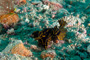 slides/_MG_4737_Edit.jpg Coral Sea Fans Rocks, Florida Regal Sea Goddess Nudibranch, Underwater _MG_4737_Edit