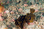 slides/_MG_4748_Edit.jpg Coral Sea Fans Rocks, Florida Regal Sea Goddess Nudibranch, Underwater _MG_4748_Edit