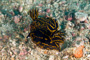 slides/_MG_4752_Edit.jpg Coral Sea Fans Rocks, Florida Regal Sea Goddess Nudibranch, Underwater _MG_4752_Edit