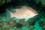 slides/_MG_4769_Edit.jpg Coral Sea Fans Rocks, Underwater, hogfish _MG_4769_Edit