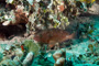 slides/_MG_4776_Edit.jpg Coral Sea Fans Rocks, Grouper, Underwater _MG_4776_Edit