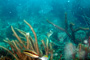 slides/_MG_4779_Edit.jpg Coral Sea Fans Rocks, Turtle, Underwater _MG_4779_Edit