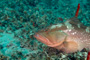 slides/_MG_4796_Edit.jpg Coral Sea Fans Rocks, Grouper, Underwater _MG_4796_Edit