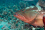 slides/_MG_4798_Edit.jpg Coral Sea Fans Rocks, Grouper, Underwater _MG_4798_Edit