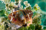 slides/_MG_4805_Edit.jpg Christmas Tree Worm, Coral Sea Fans Rocks, Underwater _MG_4805_Edit