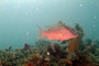 slides/_MG_4812_Edit.jpg Coral Sea Fans Rocks, Underwater, hogfish _MG_4812_Edit