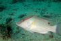 slides/_MG_4816_Edit.jpg Coral Sea Fans Rocks, Underwater, hogfish _MG_4816_Edit