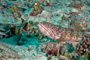 slides/_MG_4838_Edit.jpg Coral Sea Fans Rocks, Sand Diver, Underwater _MG_4838_Edit