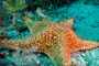 slides/_MG_4843_Edit.jpg Coral Sea Fans Rocks, Starfish, Underwater _MG_4843_Edit