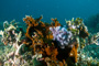 slides/_MG_4847_Edit.jpg Coral Sea Fans Rocks, Underwater _MG_4847_Edit