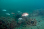 slides/_MG_4885_Edit.jpg Coral Sea Fans Rocks, Underwater, hogfish _MG_4885_Edit