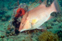 slides/_MG_4897_Edit.jpg Coral Sea Fans Rocks, Underwater, hogfish _MG_4897_Edit