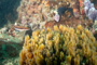slides/_MG_4906_Edit.jpg Coral Sea Fans Rocks, Underwater _MG_4906_Edit