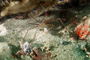 slides/_MG_4907_Edit.jpg Arrow Crab, Coral Sea Fans Rocks, Underwater _MG_4907_Edit