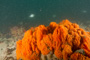 slides/_MG_4928.jpg Coral Sea Fans Rocks, Underwater _MG_4928