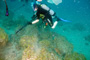 slides/IMG_6099_Edit.jpg Coral Sea Fans Rocks, Daniel, Underwater IMG_6099_Edit