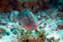 slides/IMG_6119_Edit.jpg Coral Sea Fans Rocks, Grouper, Underwater IMG_6119_Edit