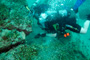 slides/IMG_6146_Edit.jpg Coral Sea Fans Rocks, Daniel, Kyle, Underwater IMG_6146_Edit