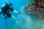 slides/IMG_6148_Edit.jpg Coral Sea Fans Rocks, Daniel, Underwater IMG_6148_Edit