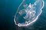 slides/_MG_6196_Edit.jpg Jellyfish, Underwater _MG_6196_Edit