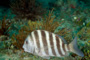 slides/_MG_6208_Edit.jpg Coral Sea Fans Rocks, Sheepshead, Underwater _MG_6208_Edit