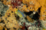 slides/_MG_6214_Edit.jpg Angelfish, Coral Sea Fans Rocks, Queen Angel, Underwater _MG_6214_Edit