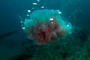 slides/_MG_6233_Edit.jpg Coral Sea Fans Rocks, Jellyfish, Underwater _MG_6233_Edit