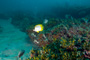 slides/_MG_6245_Edit.jpg Butterflyfish, Coral Sea Fans Rocks, Underwater _MG_6245_Edit