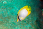 slides/_MG_6248_Edit.jpg Butterflyfish, Coral Sea Fans Rocks, Underwater _MG_6248_Edit