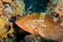 slides/_MG_6251_Edit.jpg Coral Sea Fans Rocks, Grouper, Underwater _MG_6251_Edit