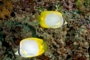 slides/_MG_6254_Edit.jpg Butterflyfish, Coral Sea Fans Rocks, Underwater _MG_6254_Edit