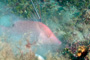 slides/_MG_6269_Edit.jpg Coral Sea Fans Rocks, Underwater, hogfish _MG_6269_Edit