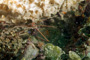 slides/_MG_6360_Edit.jpg Arrow Crab, Coral Sea Fans Rocks, Underwater _MG_6360_Edit