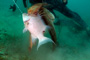 slides/_MG_6364_Edit.jpg Catch, Coral Sea Fans Rocks, David, Underwater _MG_6364_Edit