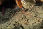 slides/_MG_6367_Edit.jpg Arrow Crab, Coral Sea Fans Rocks, Underwater _MG_6367_Edit