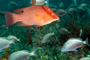 slides/_MG_6374_Edit.jpg Coral Sea Fans Rocks, Underwater, hogfish _MG_6374_Edit