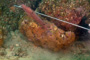 slides/_MG_6379_Edit.jpg Catch, Coral Sea Fans Rocks, Underwater, hogfish _MG_6379_Edit