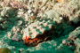 slides/_MG_6389_Edit.jpg Coral Sea Fans Rocks, Underwater _MG_6389_Edit