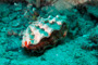 slides/_MG_6391_Edit.jpg Coral Sea Fans Rocks, Underwater _MG_6391_Edit