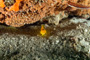 slides/_MG_6410_Edit.jpg Coral Sea Fans Rocks, Underwater _MG_6410_Edit