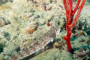 slides/_MG_6740_Edit.jpg Coral Sea Fans Rocks, Sand Diver, Underwater _MG_6740_Edit