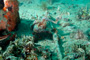 slides/_MG_6752_Edit.jpg Coral Sea Fans Rocks, Underwater _MG_6752_Edit