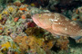 slides/_MG_6777_Edit.jpg Coral Sea Fans Rocks, Grouper, Underwater _MG_6777_Edit