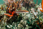 slides/_MG_6789_Edit.jpg Coral Sea Fans Rocks, Underwater _MG_6789_Edit