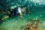 slides/_MG_6809_Edit.jpg Catch, Coral Sea Fans Rocks, Paul, Underwater _MG_6809_Edit