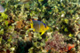 slides/_MG_6834_Edit.jpg Coral Sea Fans Rocks, Queen Angel Juvenile, Underwater _MG_6834_Edit
