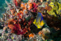 slides/_MG_6840_Edit.jpg Coral Sea Fans Rocks, Queen Angel Juvenile, Underwater _MG_6840_Edit