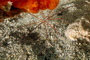 slides/_MG_6858_Edit.jpg Arrow Crab, Coral Sea Fans Rocks, Underwater _MG_6858_Edit